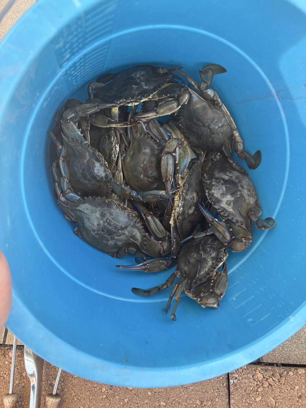 Frank Cuccio's bucket of blue claws Frank Cuccio's bucket of blue claws