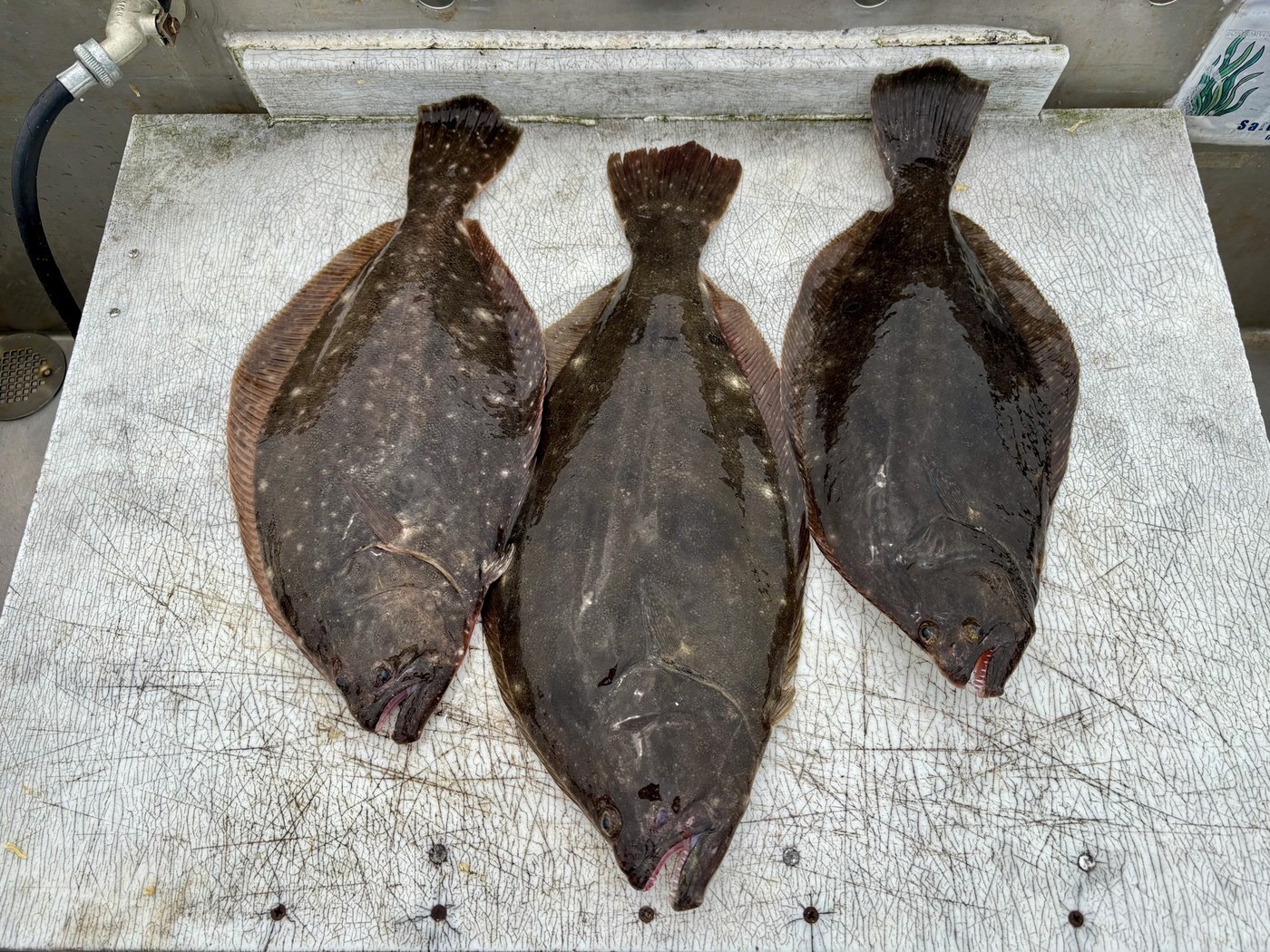 River fluke keepers — up to 21"
