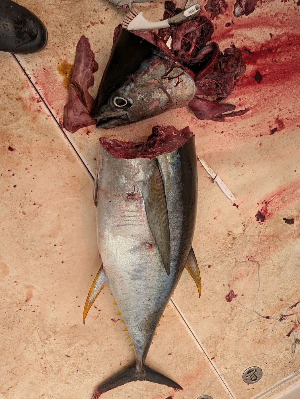 Yellowfin tuna — the Spencer