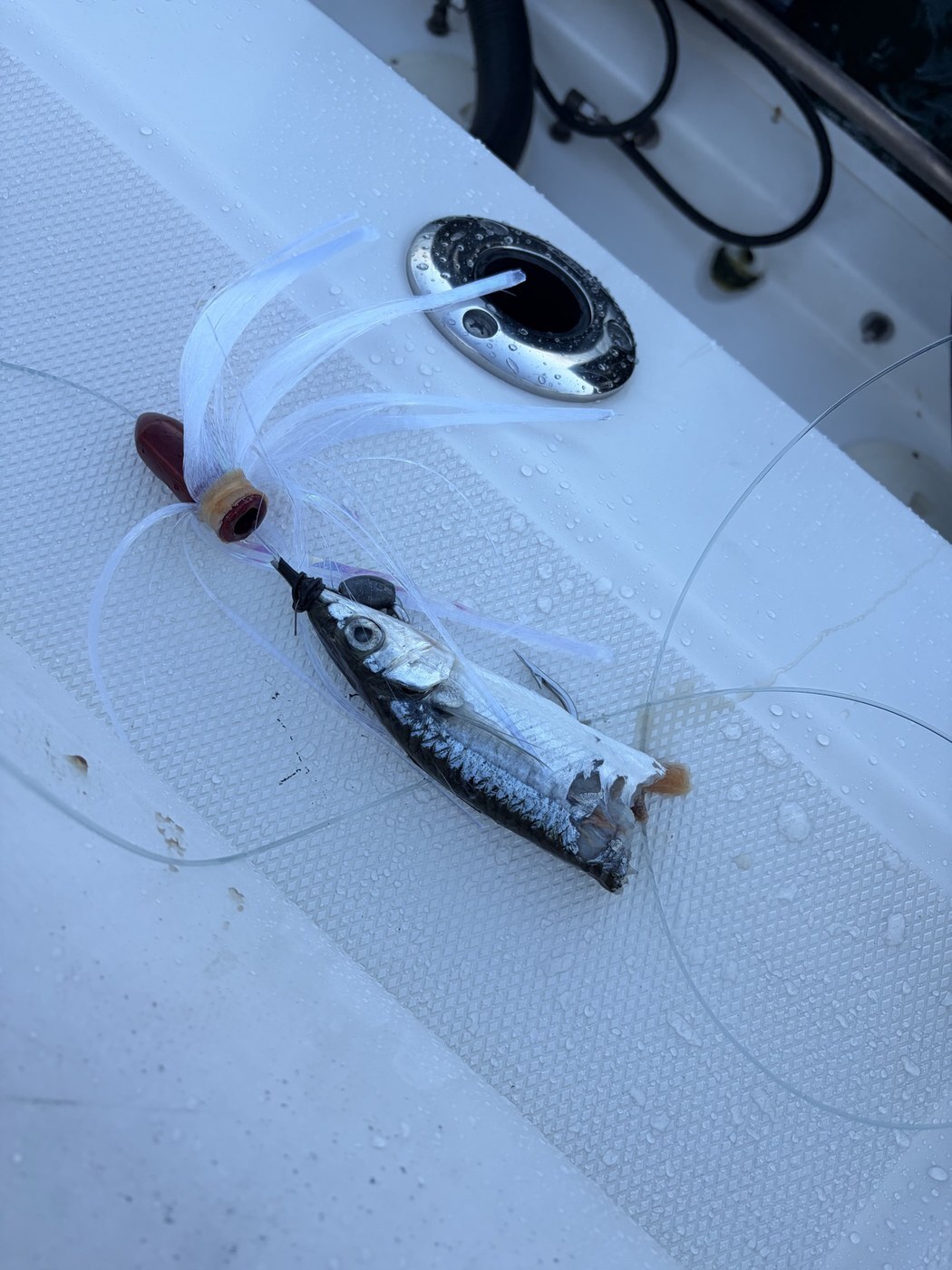 Tuna-bitten bait — offshore
