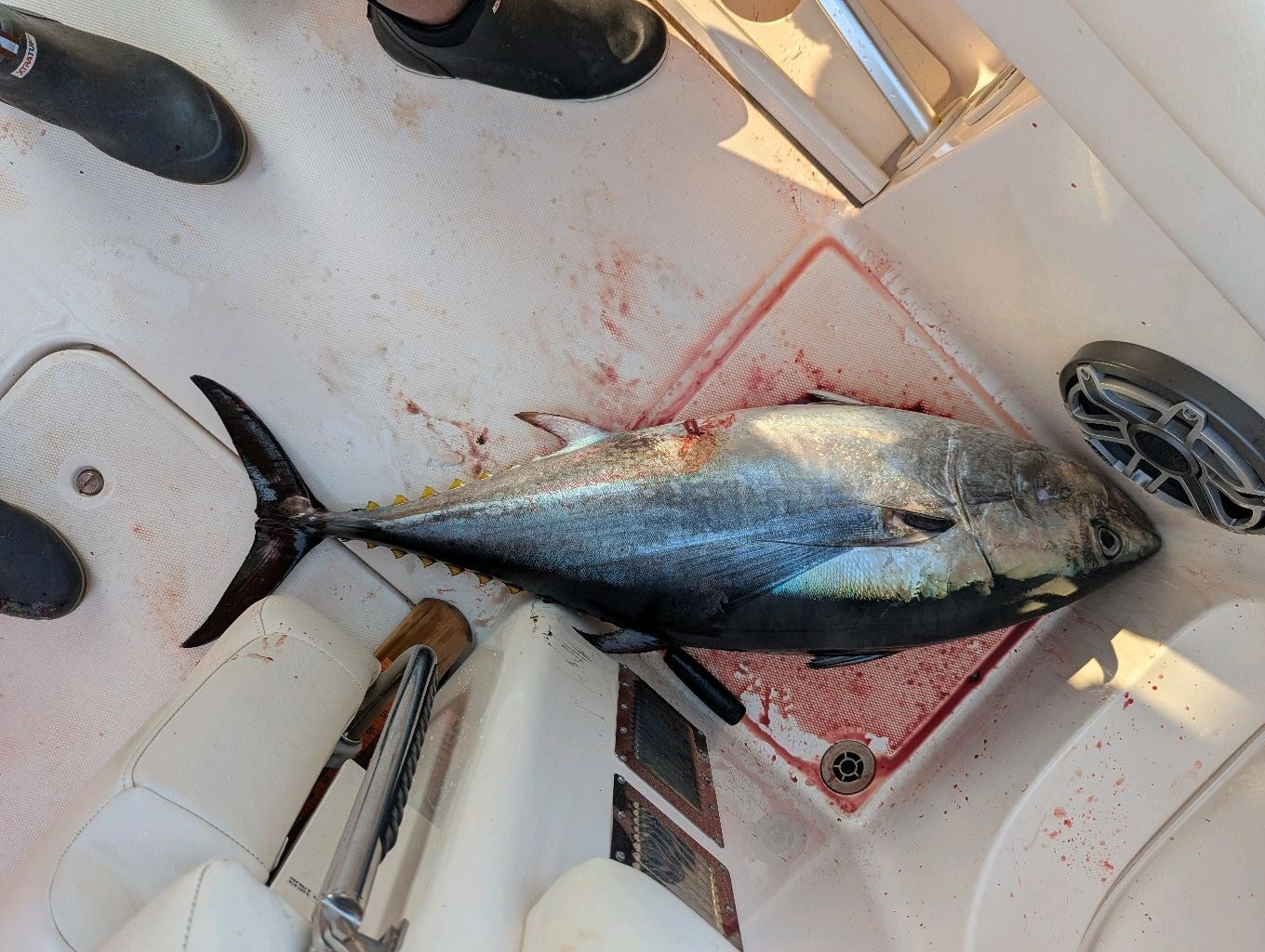 44-inch bluefin — offshore