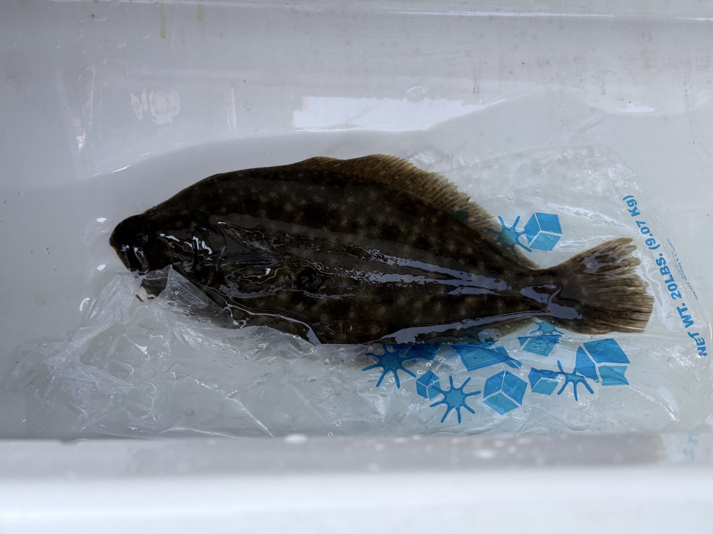 Fluke — Ocean Fluke Tournament