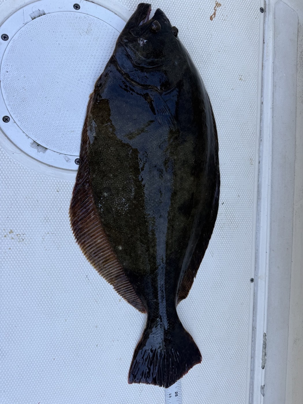 Fred Truex's 24.5-inch fluke Fred Truex's 24.5-inch fluke