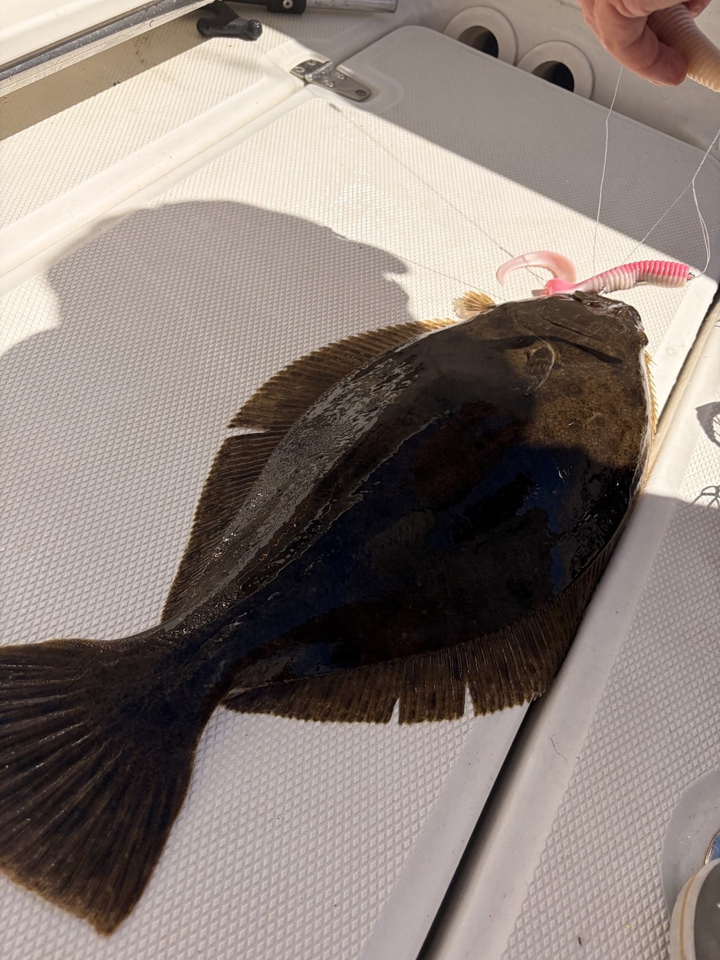 Keeper fluke on the deck