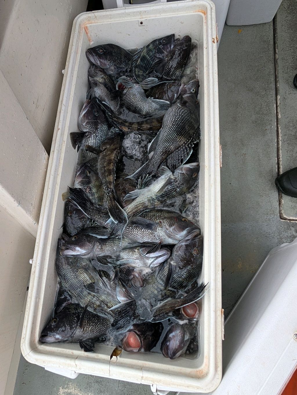 Cooler of black sea bass