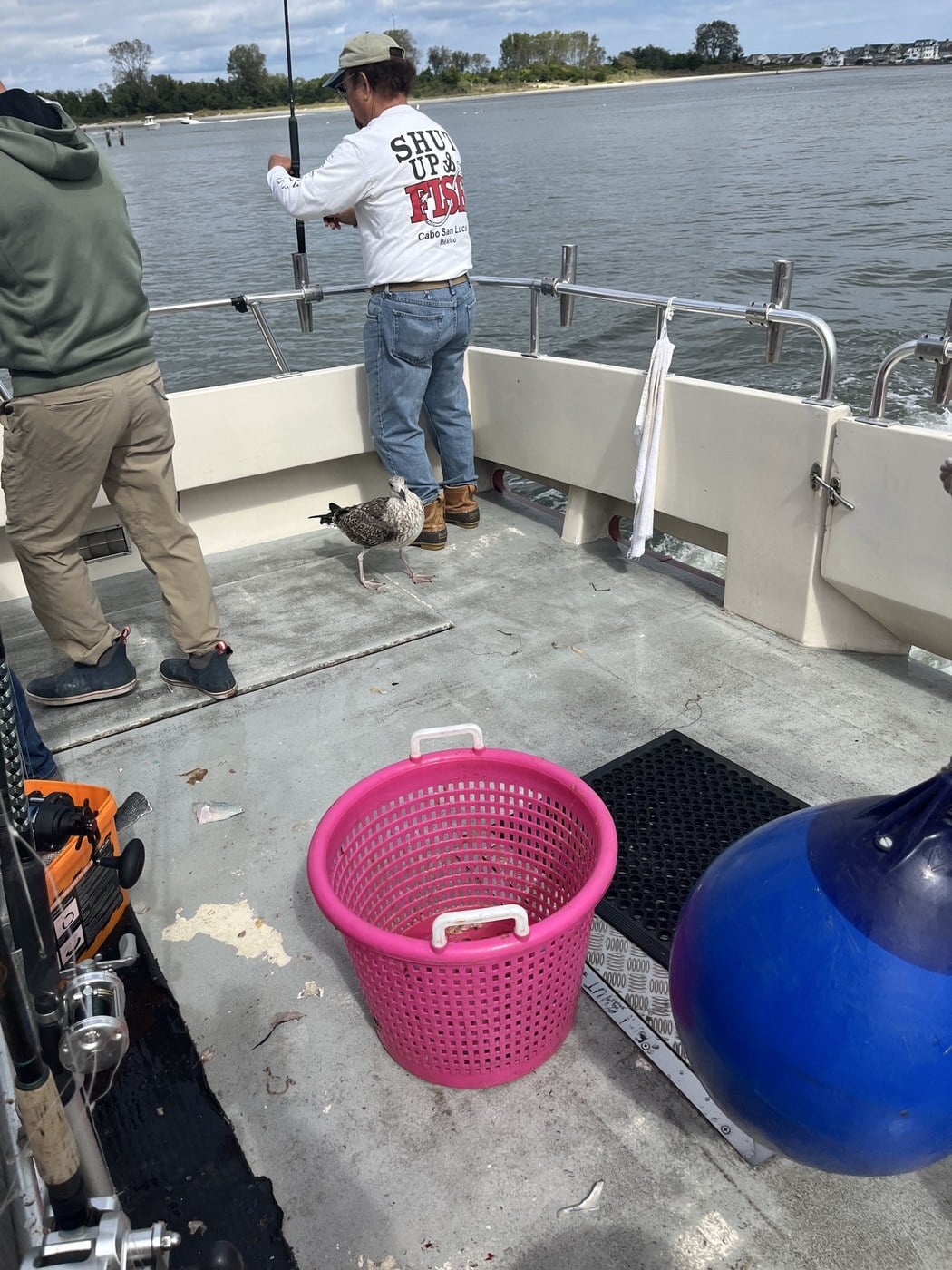 Stowaway gull on the Fish Monger