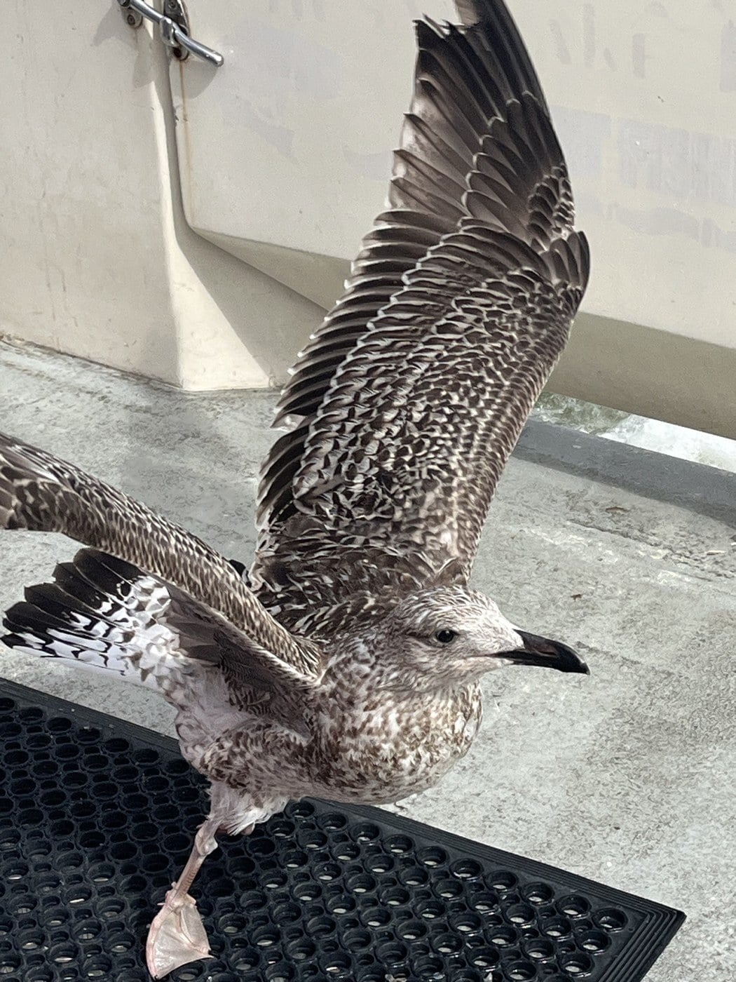 The stowaway up close