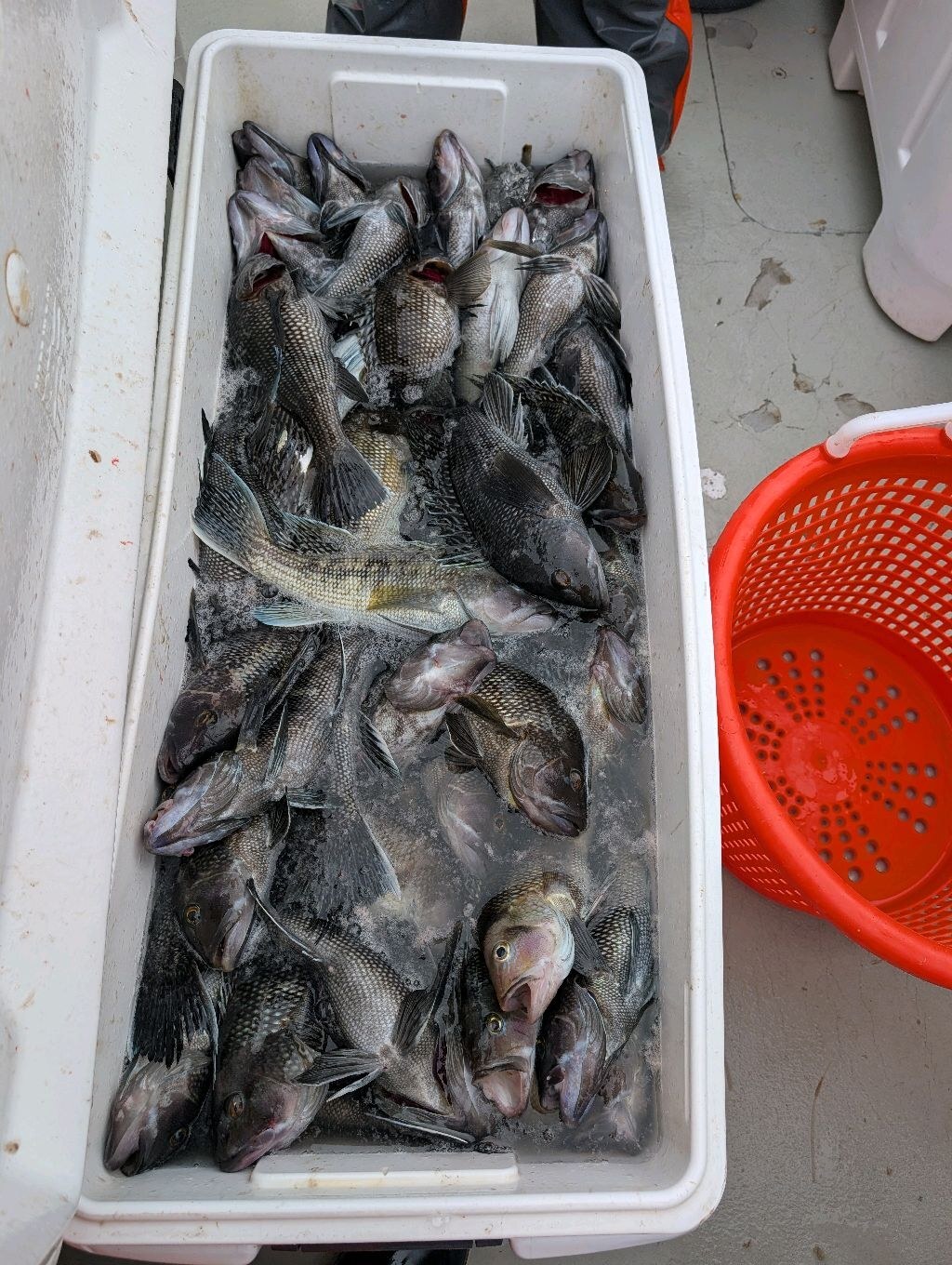 Sea bass — another banner day