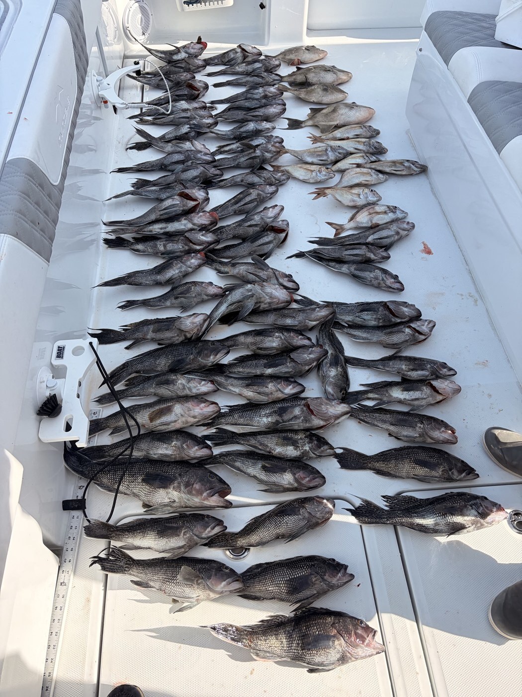 Sea bass and triggers on deck