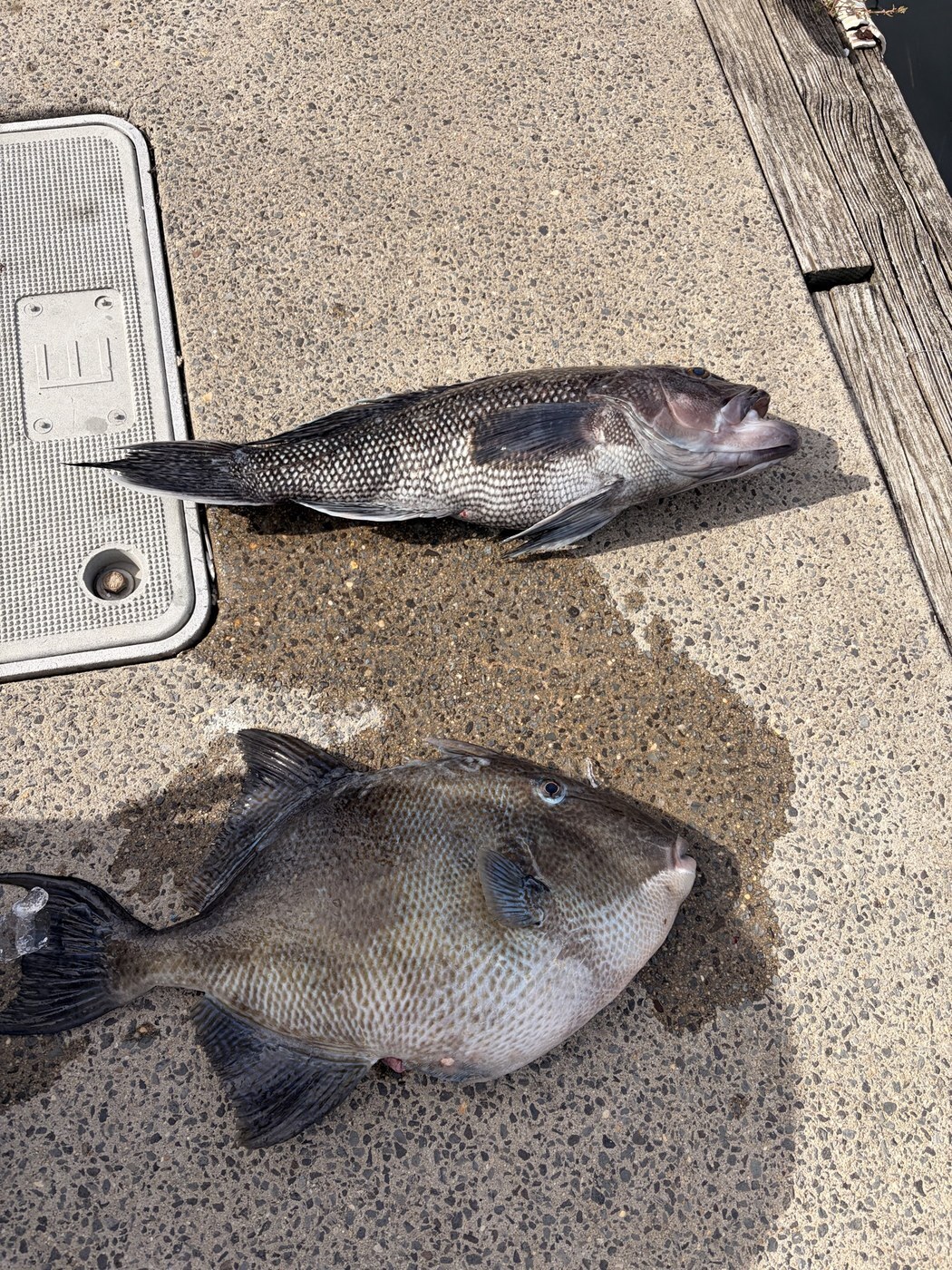 Weigh-in sea bass and triggerfish