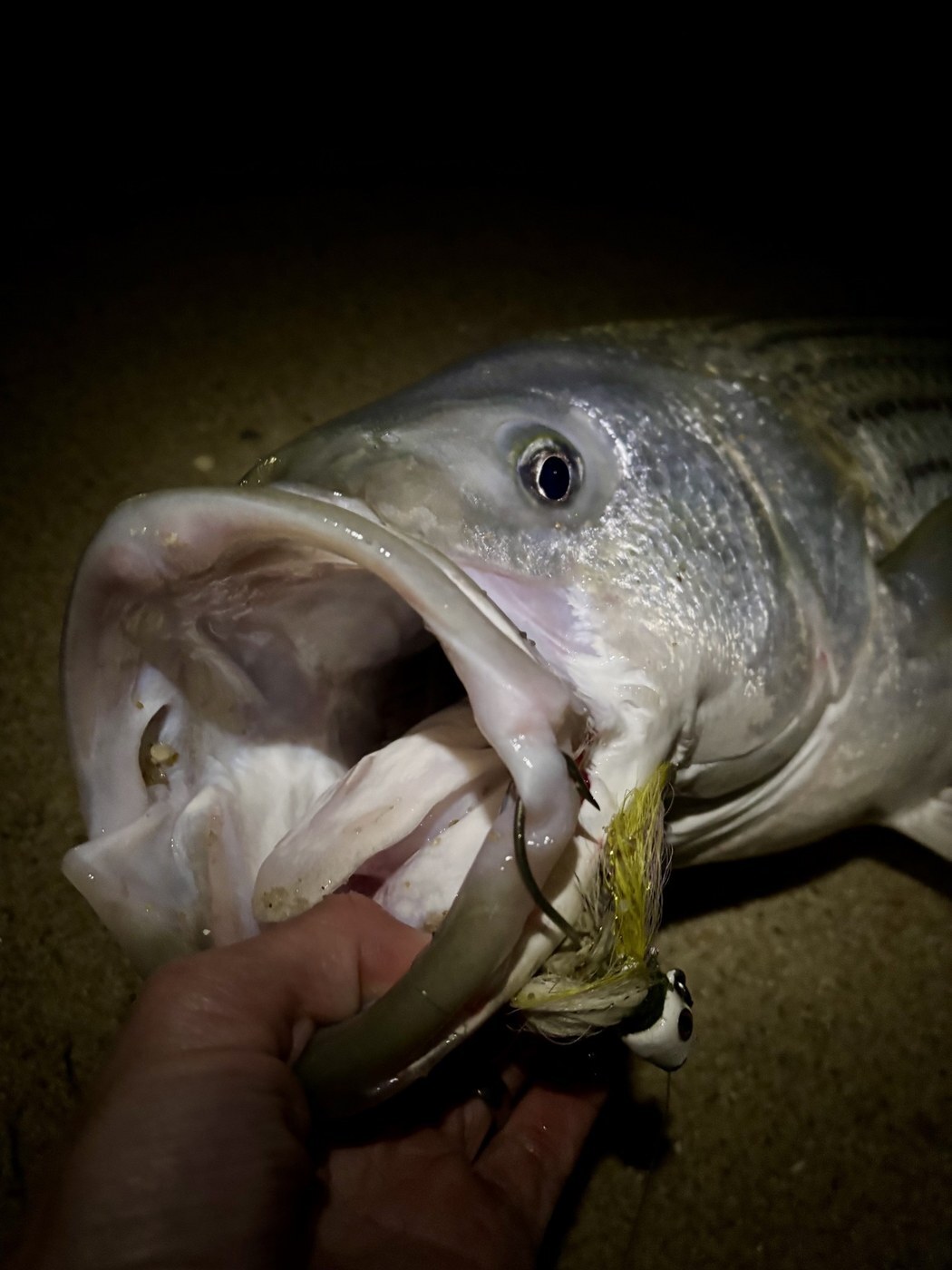Eric Wasnesky's surf striper