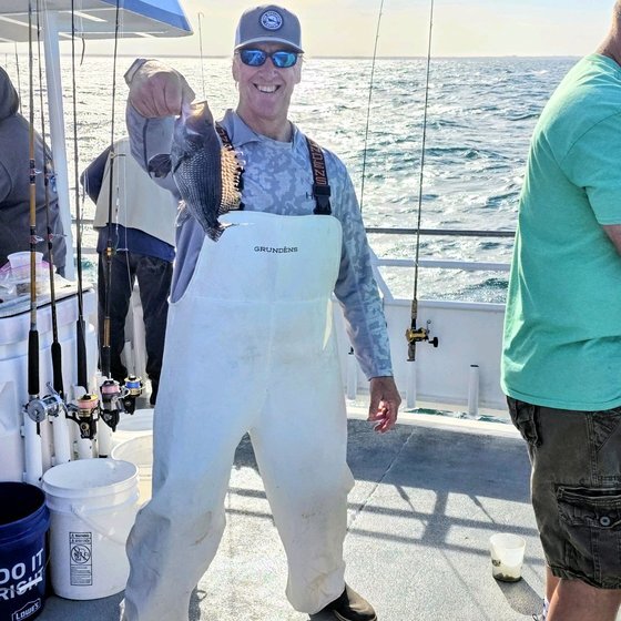 Black sea bass