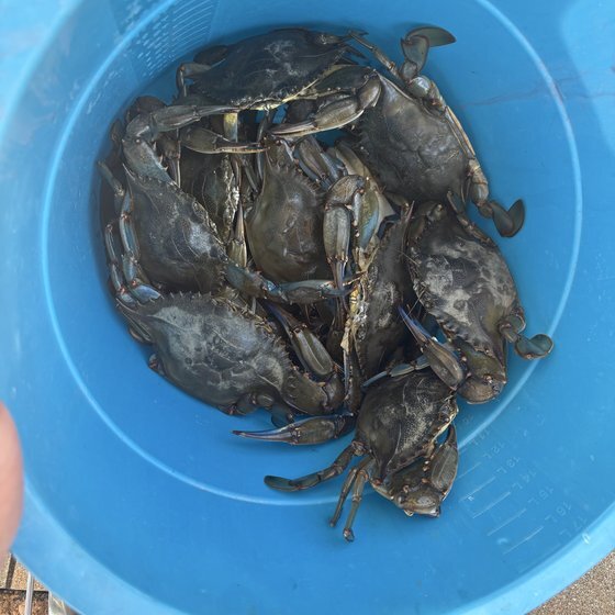 Frank Cuccio's bucket of blue claws