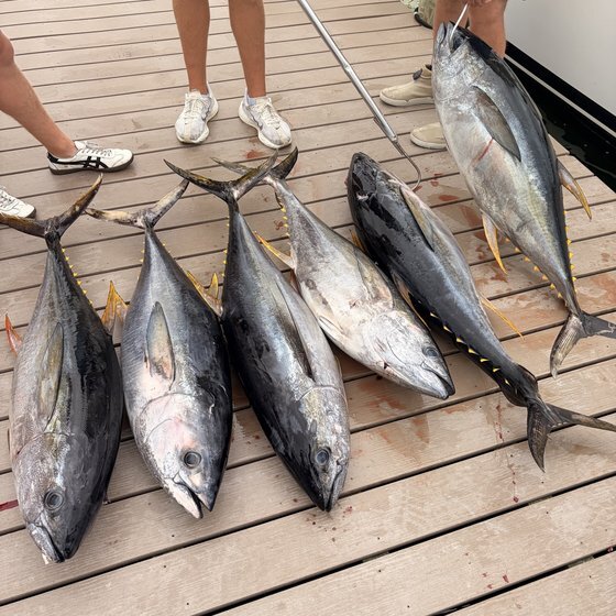 Hudson Canyon tuna — Chris Jewell