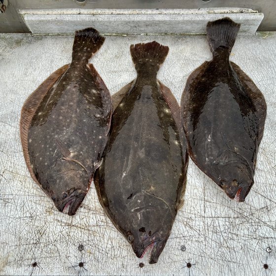 River fluke keepers — up to 21"
