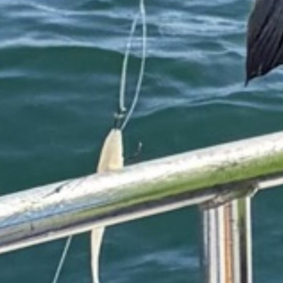 Fish on the jig — the inlet
