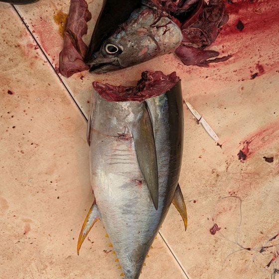 Yellowfin tuna — the Spencer