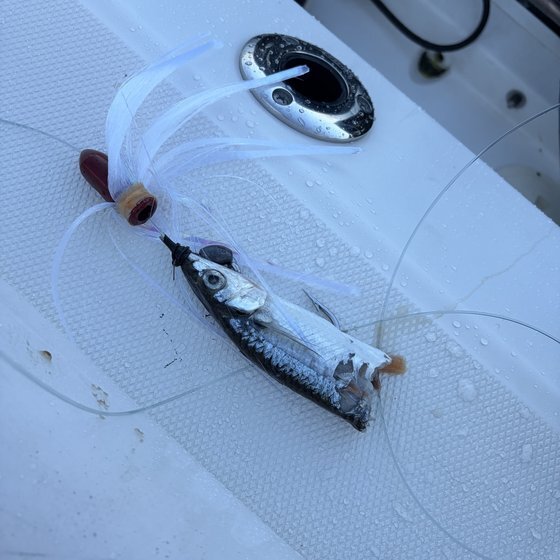 Tuna-bitten bait — offshore