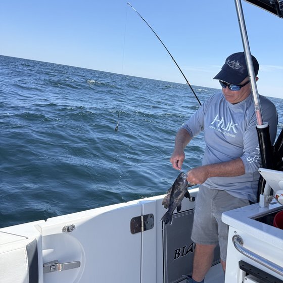 Black sea bass bycatch