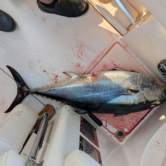 44-inch bluefin — offshore