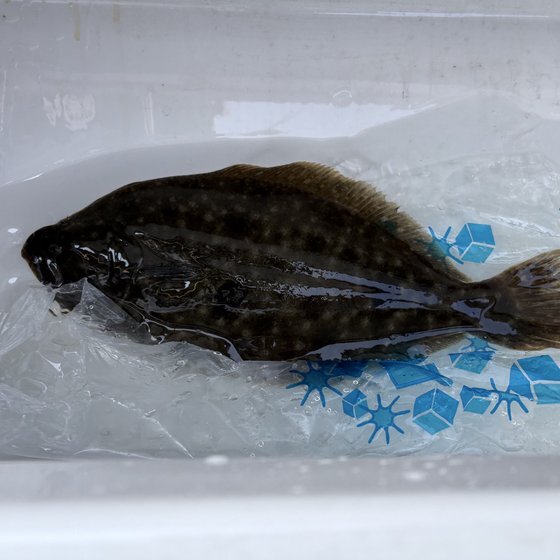 Fluke — Ocean Fluke Tournament