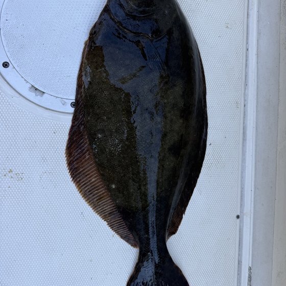 Fred Truex's 24.5-inch fluke