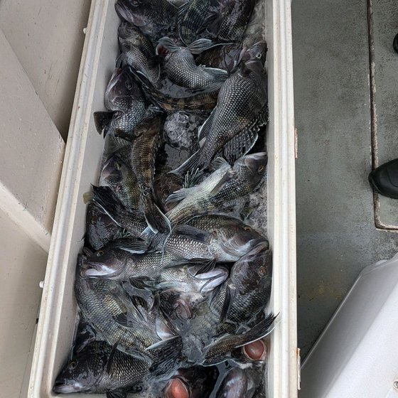 Cooler of black sea bass