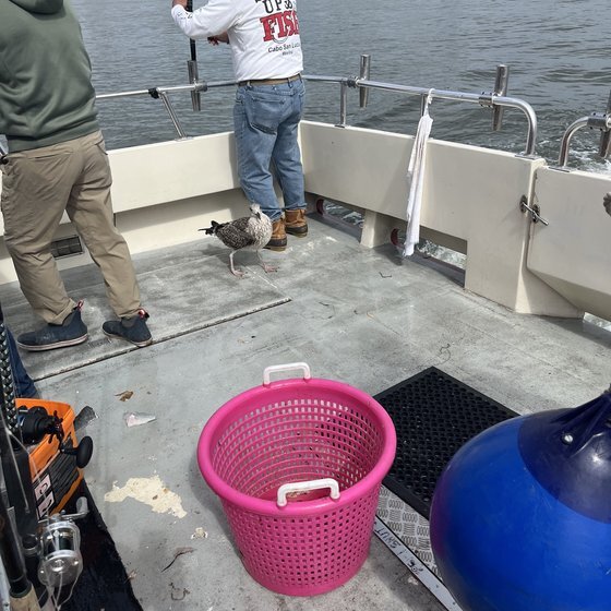 Stowaway gull on the Fish Monger