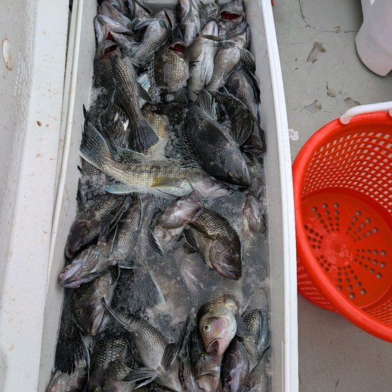 Sea bass — another banner day