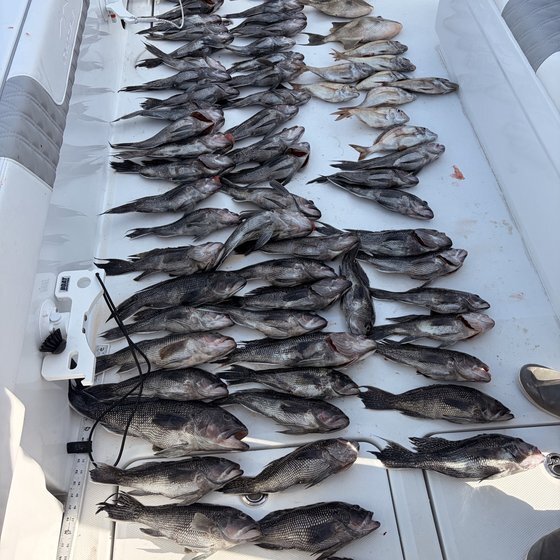 Sea bass and triggers on deck