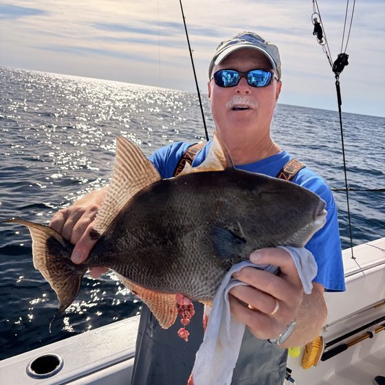 Gray triggerfish over the rail