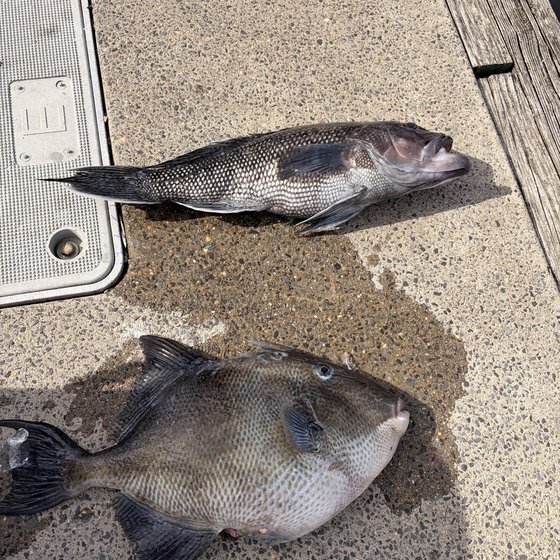 Weigh-in sea bass and triggerfish
